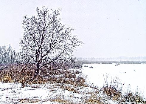 Tree In Snowstorm_DSCF04477.jpg - Photographed at Smiths Falls, Ontario, Canada.